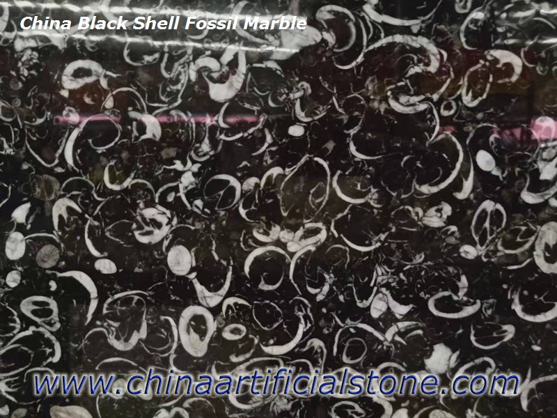 Chiny Black Shell Fossill Marble